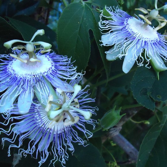 Meet your Posher, Jessica - Picture 8 of 12